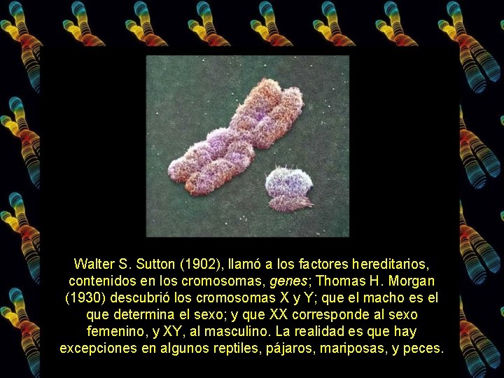 Walter S. Sutton (1902), llamó a los factores hereditarios, contenidos en los cromosomas, genes;