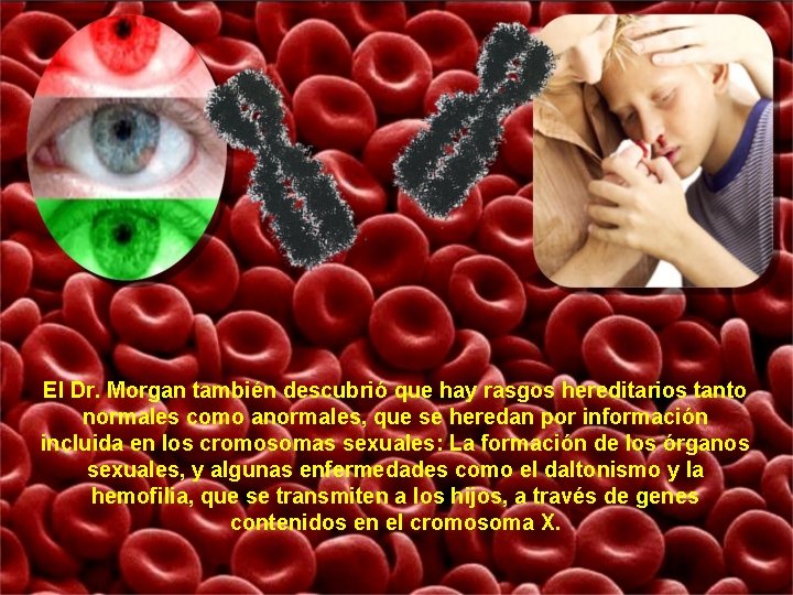El Dr. Morgan también descubrió que hay rasgos hereditarios tanto normales como anormales, que