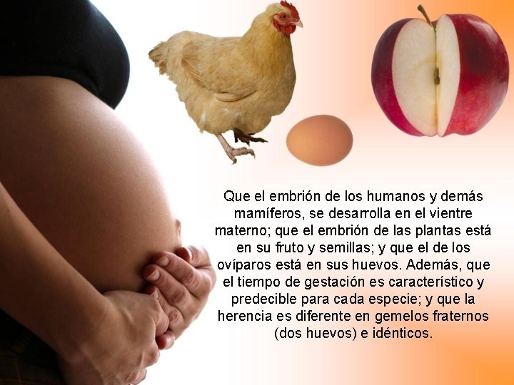 Que el embrión de los humanos y demás mamíferos, se desarrolla en el vientre