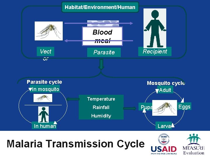 Habitat/Environment/Human Blood meal Vect or Parasite Recipient Parasite cycle In mosquito Mosquito cycle Adult