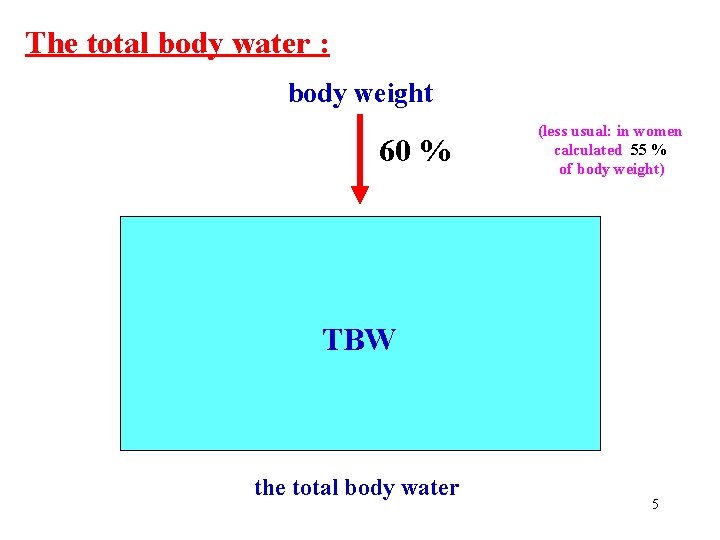 The total body water : body weight 60 % ECT TBW (less usual: in