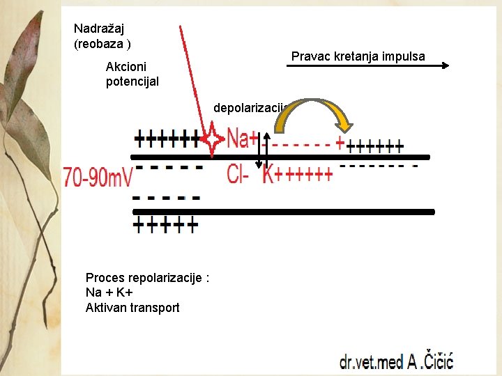 Nadražaj (reobaza ) Pravac kretanja impulsa Akcioni potencijal depolarizacija Proces repolarizacije : Na +