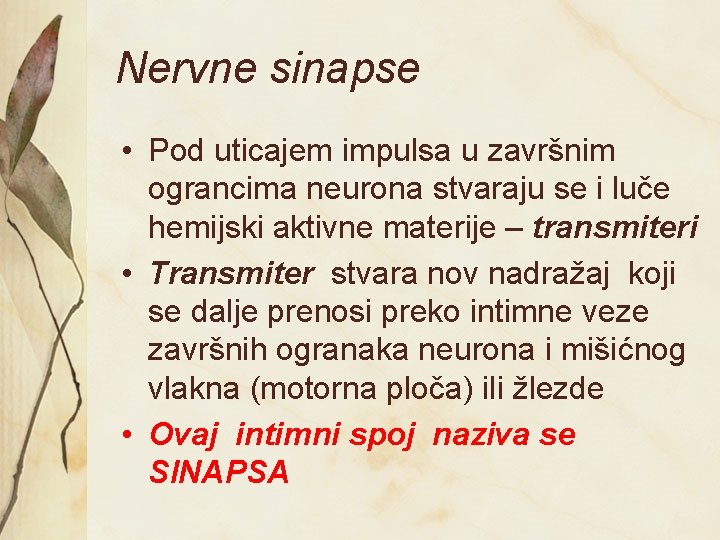 Nervne sinapse • Pod uticajem impulsa u završnim ograncima neurona stvaraju se i luče