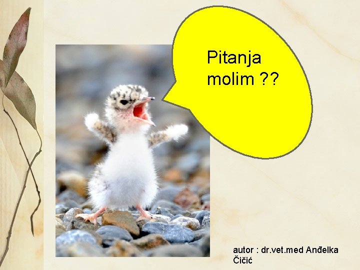 Pitanja molim ? ? autor : dr. vet. med Anđelka Čičić 