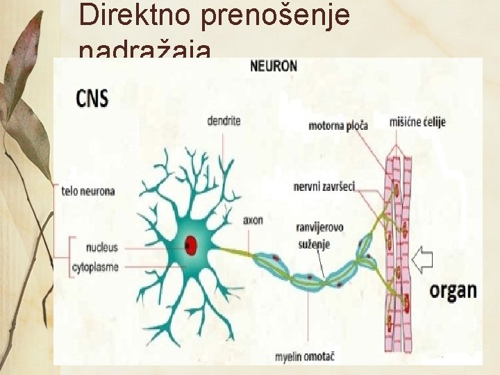 Direktno prenošenje nadražaja 