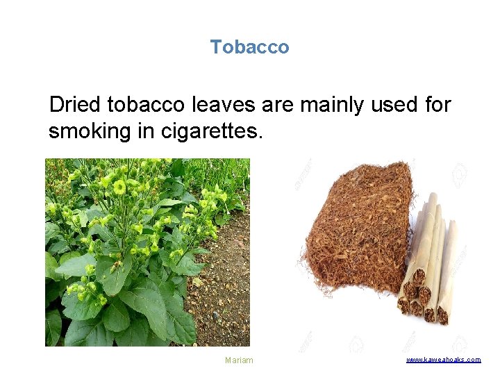 Tobacco Dried tobacco leaves are mainly used for smoking in cigarettes. Mariam www. kaweahoaks.