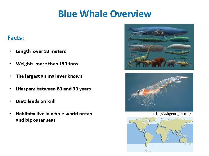 Blue Whale Overview Facts: • Length: over 33 meters • Weight: more than 150