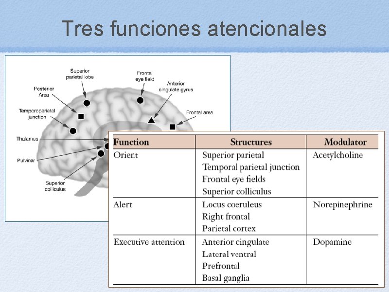 Tres funciones atencionales 