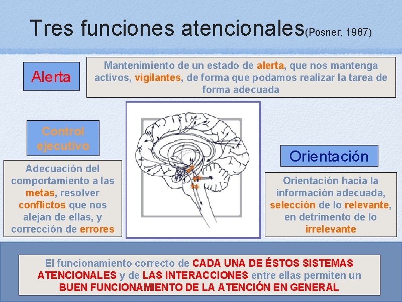 Tres funciones atencionales(Posner, 1987) Alerta Mantenimiento de un estado de alerta, que nos mantenga