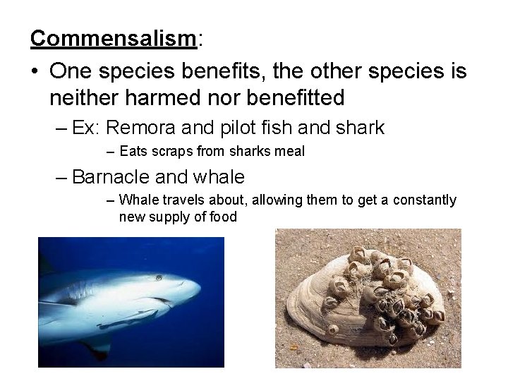 Commensalism: • One species benefits, the other species is neither harmed nor benefitted –