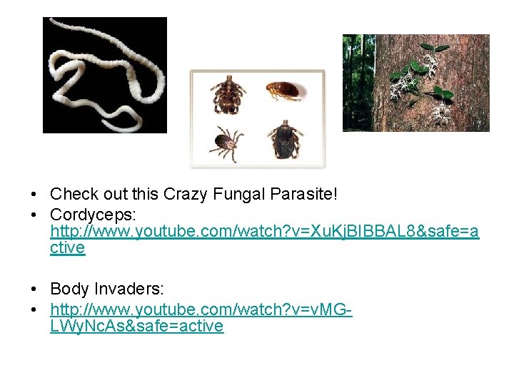  • Check out this Crazy Fungal Parasite! • Cordyceps: http: //www. youtube. com/watch?