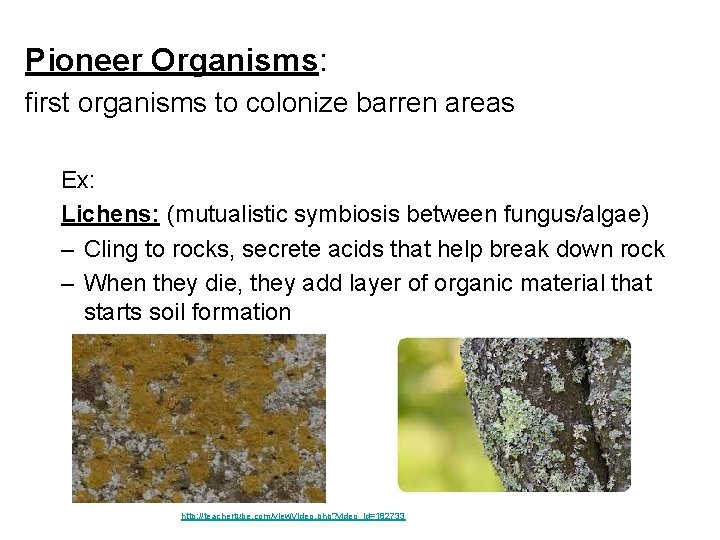 Pioneer Organisms: first organisms to colonize barren areas Ex: Lichens: (mutualistic symbiosis between fungus/algae)