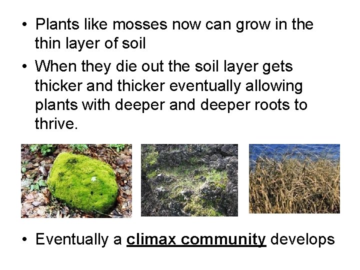  • Plants like mosses now can grow in the thin layer of soil