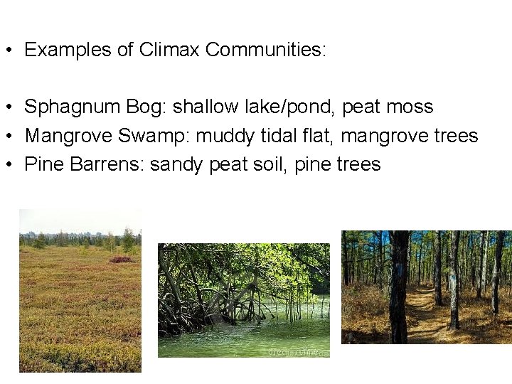  • Examples of Climax Communities: • Sphagnum Bog: shallow lake/pond, peat moss •