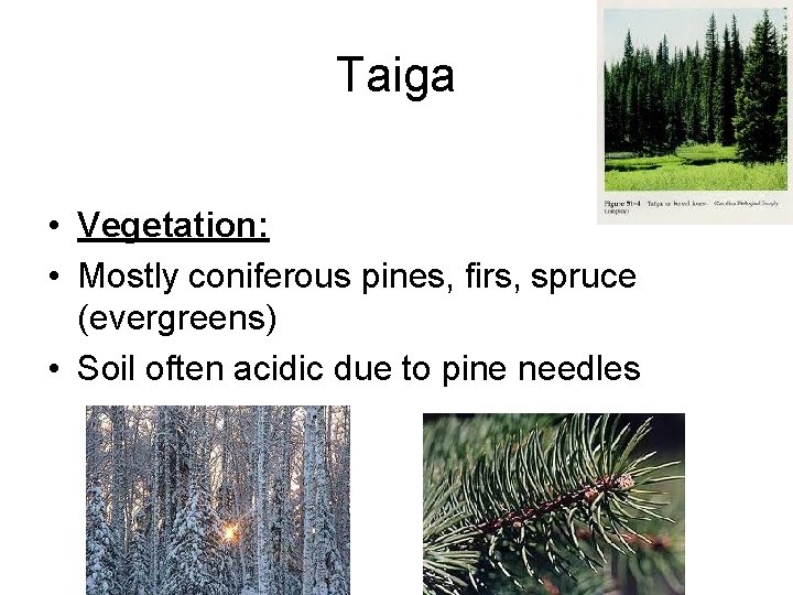 Taiga • Vegetation: • Mostly coniferous pines, firs, spruce (evergreens) • Soil often acidic