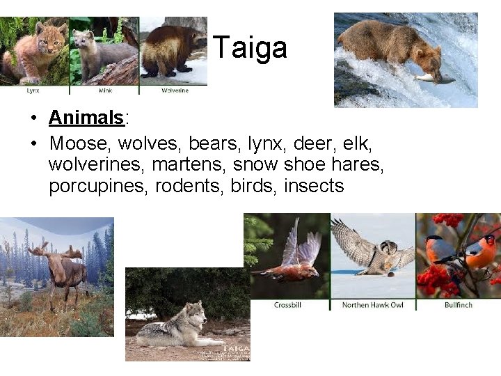 Taiga • Animals: • Moose, wolves, bears, lynx, deer, elk, wolverines, martens, snow shoe