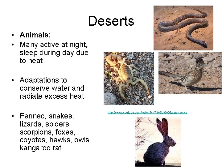 Deserts • Animals: • Many active at night, sleep during day due to heat