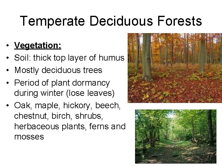 Temperate Deciduous Forests • • Vegetation: Soil: thick top layer of humus Mostly deciduous