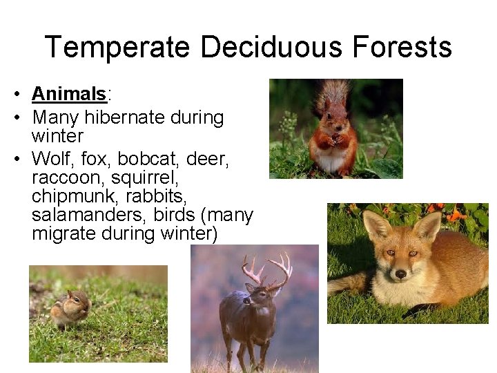 Temperate Deciduous Forests • Animals: • Many hibernate during winter • Wolf, fox, bobcat,