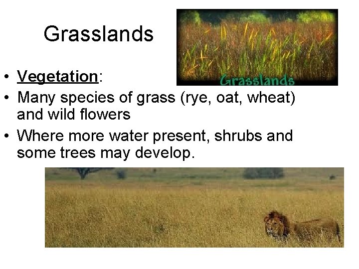 Grasslands • Vegetation: • Many species of grass (rye, oat, wheat) and wild flowers