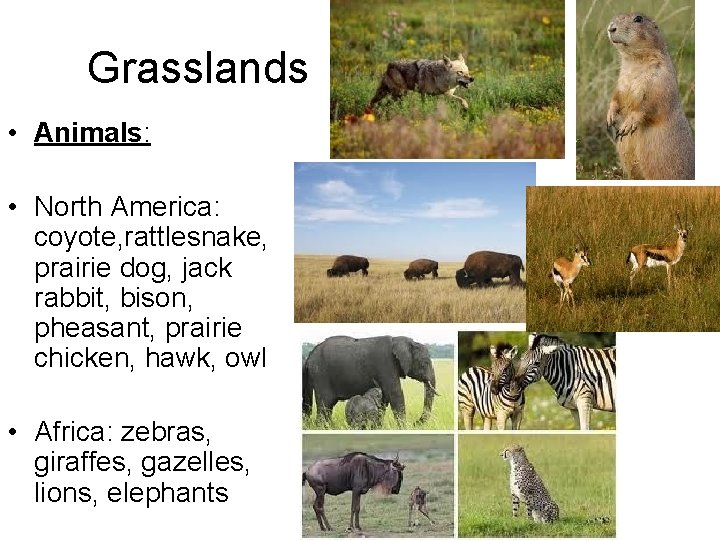 Grasslands • Animals: • North America: coyote, rattlesnake, prairie dog, jack rabbit, bison, pheasant,