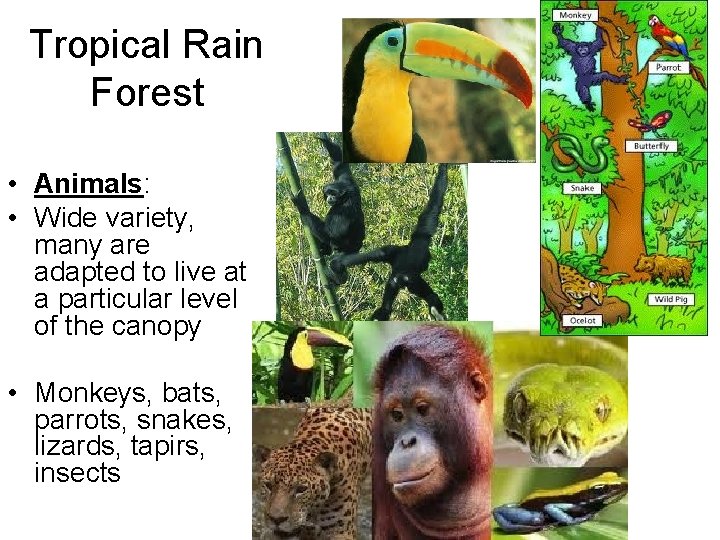 Tropical Rain Forest • Animals: • Wide variety, many are adapted to live at