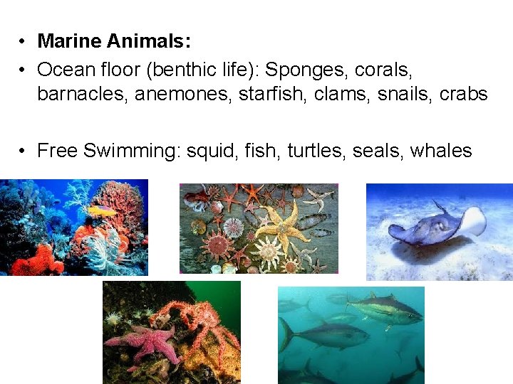  • Marine Animals: • Ocean floor (benthic life): Sponges, corals, barnacles, anemones, starfish,