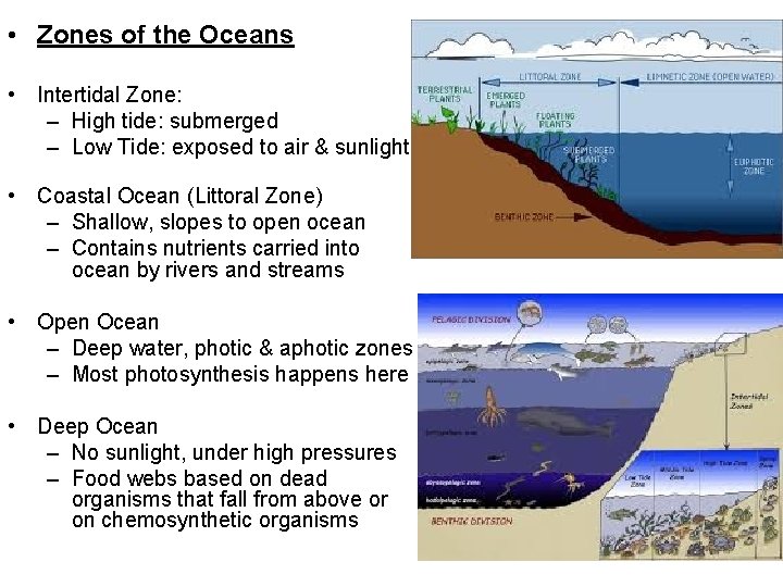  • Zones of the Oceans • Intertidal Zone: – High tide: submerged –