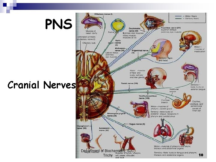 PNS Cranial Nerves Department of Biochemistry, SJC, Trichy 10 