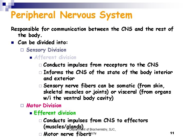 Peripheral Nervous System Responsible for communication between the CNS and the rest of the