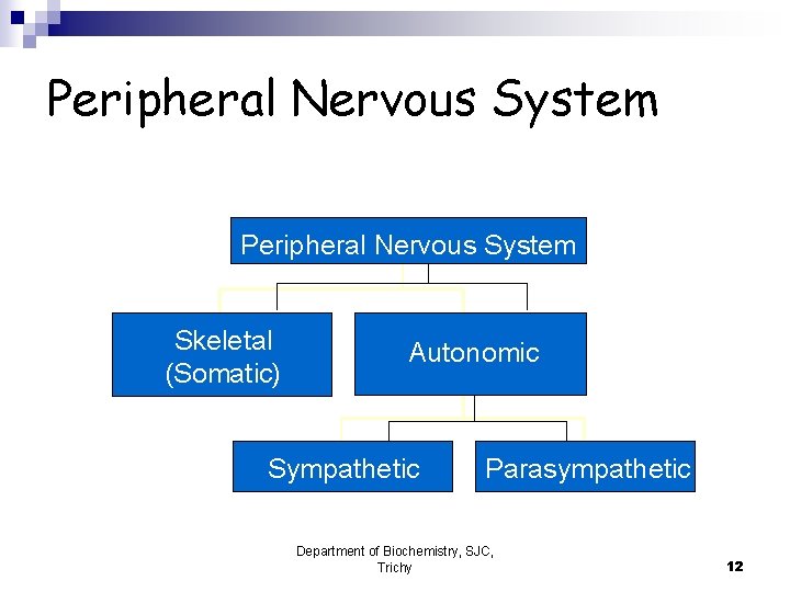 Peripheral Nervous System Skeletal (Somatic) Autonomic Sympathetic Parasympathetic Department of Biochemistry, SJC, Trichy 12