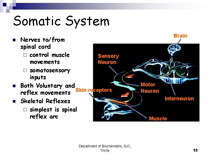 Somatic System n n n Nerves to/from spinal cord ¨ control muscle Sensory movements