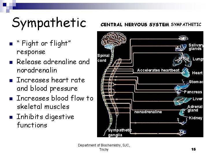 Sympathetic n n n “ Fight or flight” response Release adrenaline and noradrenalin Increases