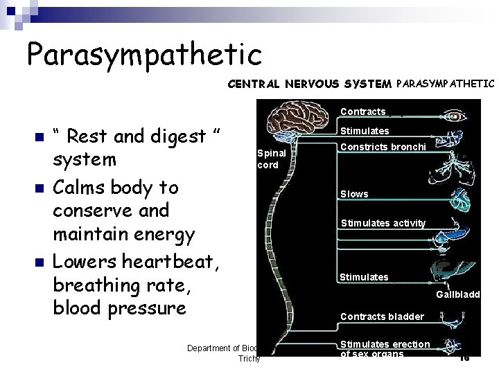Parasympathetic CENTRAL NERVOUS SYSTEM PARASYMPATHETIC Brain Contracts pupil n n n “ Rest and