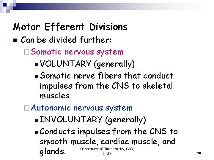 Motor Efferent Divisions n Can be divided further: ¨ Somatic nervous system n VOLUNTARY