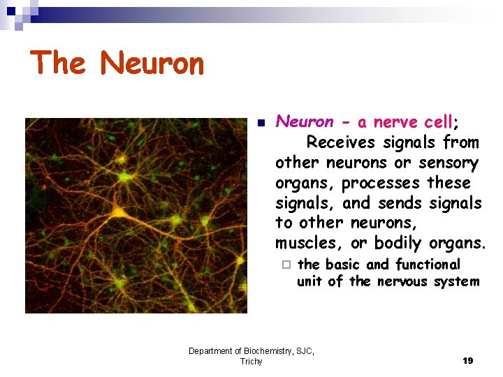 The Neuron n Neuron - a nerve cell; Receives signals from other neurons or