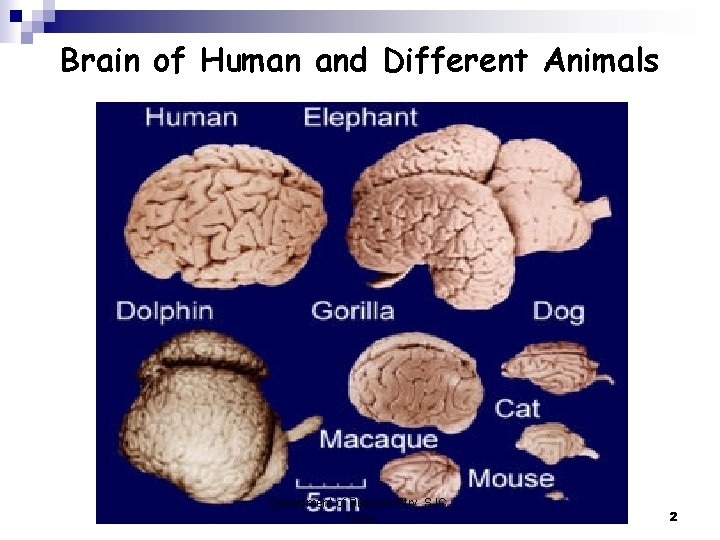 Brain of Human and Different Animals Department of Biochemistry, SJC, Trichy 2 