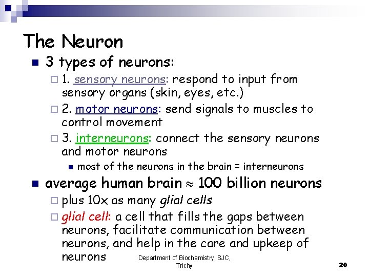 The Neuron n 3 types of neurons: ¨ 1. sensory neurons: respond to input