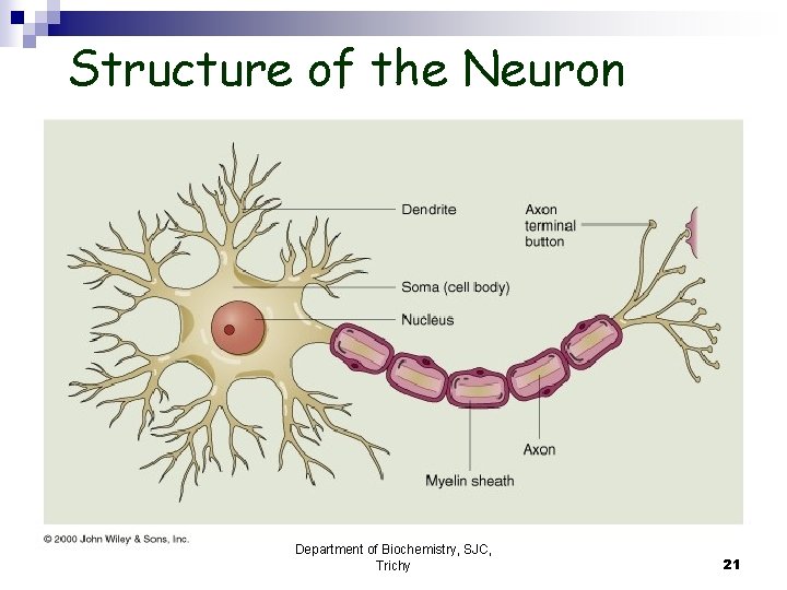 Structure of the Neuron Department of Biochemistry, SJC, Trichy 21 