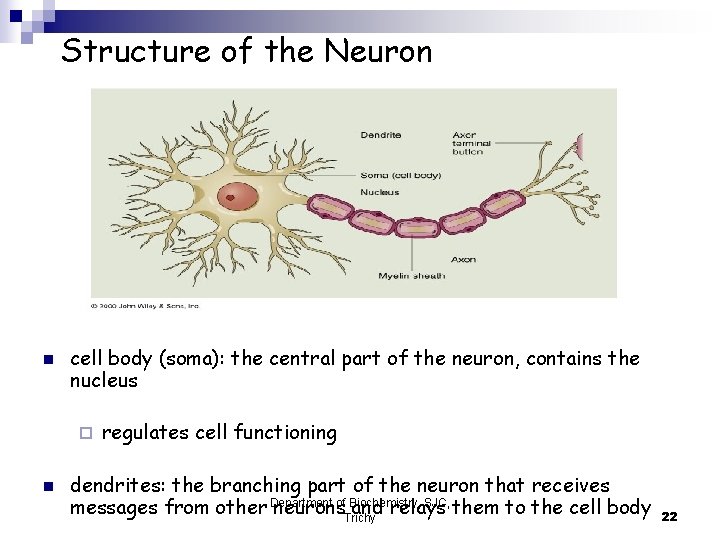 Structure of the Neuron n cell body (soma): the central part of the neuron,