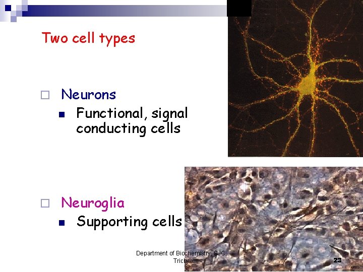1. Two cell types ¨ Neurons n Functional, signal conducting cells ¨ Neuroglia n