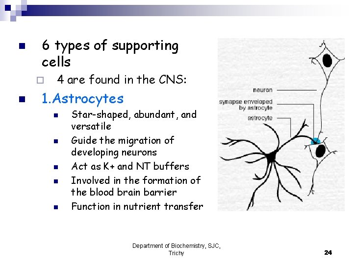 n 6 types of supporting cells ¨ n 4 are found in the CNS: