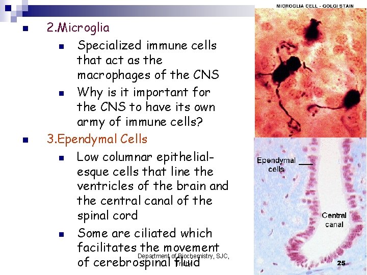 n n 2. Microglia n Specialized immune cells that act as the macrophages of