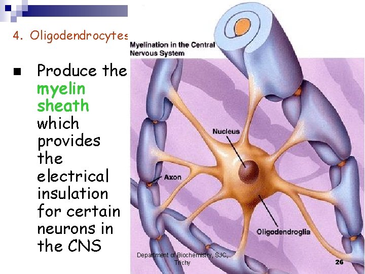 4. Oligodendrocytes n Produce the myelin sheath which provides the electrical insulation for certain