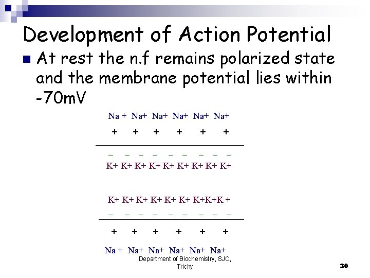 Development of Action Potential n At rest the n. f remains polarized state and