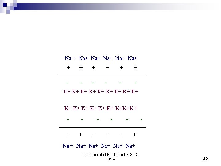 Na + Na+ Na+ Na+ + + + - - - K+ K+ K+