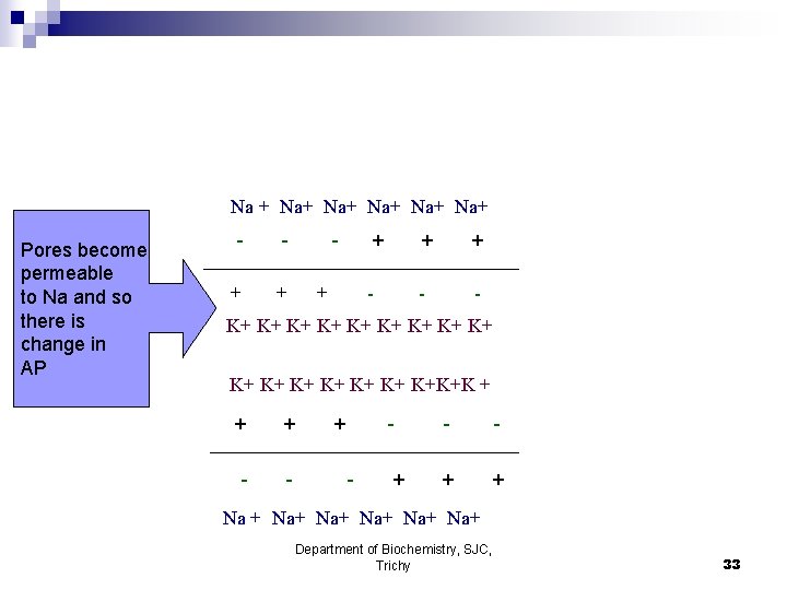 Na + Na+ Na+ Na+ Pores become permeable to Na and so there is