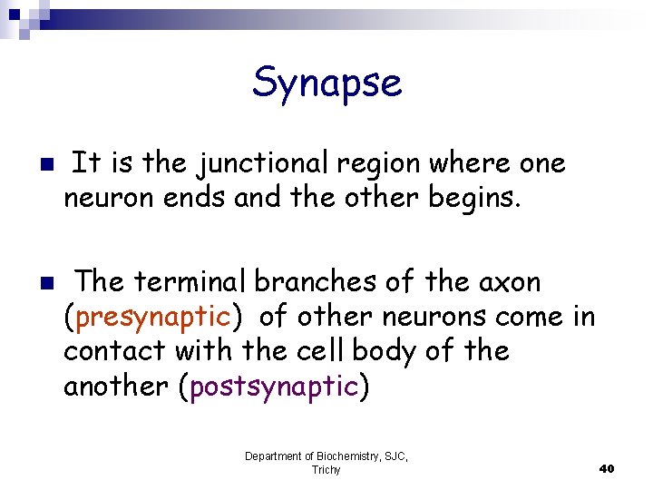 Synapse n n It is the junctional region where one neuron ends and the