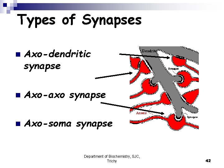 Types of Synapses n Axo-dendritic synapse n Axo-axo synapse n Axo-soma synapse Department of