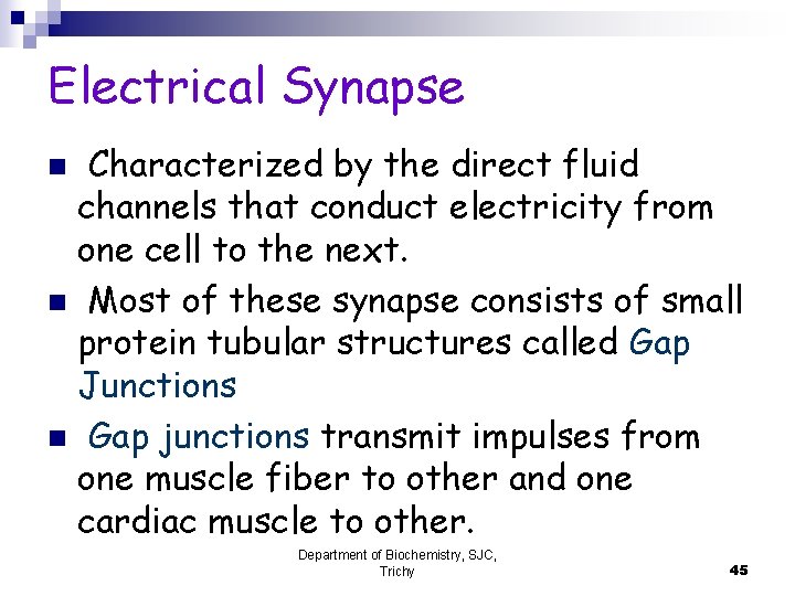 Electrical Synapse Characterized by the direct fluid channels that conduct electricity from one cell